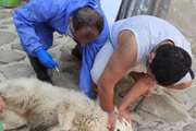 سگ های نگهبان باغات و دامداری های شهرستان دماوند رایگان واکسینه شدند