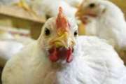 رشد 26 درصدی تولید گوشت مرغ در بهمن‌ماه به گفته معاون بهبود تولیدات دامی جهاد كشاورزی تهران