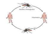 ویروس زیکا (zika) چیست و آیا باید نگران شیوع آن بود؟ 