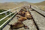 ورود گوسفندان به حریم ریلی و تصادف با قطار باعث مرگ ۲۵ رأس گوسفند در زنجان شد