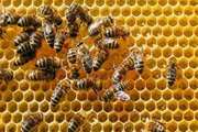 انگل آپی میازیس در زنبور عسل
