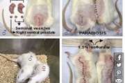 یک موش نر در چین باردار شد!