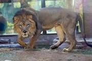 شیر ۱۱ ساله سریلانکایی به کرونا مبتلا شد