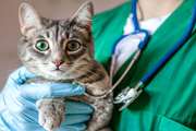 عطسه گربه منجر به ابتلای یک دامپزشک به کرونا شد