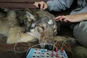 اهلی‌کردن گرگ‌ها در خواب با بررسی امواج مغزی!