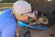 کشف لاشه ده‌ها لاک‌پشت دریایی زخمی در یکی از جزایر ژاپن