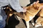سگهای مرکز ساماندهی گندک شهرستان دماوند رایگان واکسینه شدند