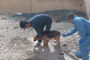 سگهای نگهبان شهرک های صنعتی فیروزکوه رایگان علیه بیماری هاری واکسینه شدند