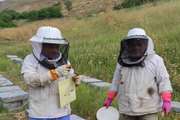 طرح پایش و مراقبت بیماری های زنبور عسل درشهرستان دماوند اجرایی شد