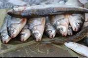 شهروندان از فروشندگان دوره گرد ماهی نخرند