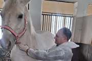 طرح پایش سرمی بیماری مشمشه در اسب‌های باشگاه‌های سوارکاری شهرستان قدس انجام شد