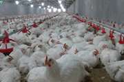 اقدامات پیشگیرانه آنفلوانزای فوق‌ حاد پرندگان در مرغداری‌های کشور