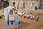 واکسیناسیون رایگان بیش از ۱۱۰۰۰ قطعه طیور روستایی و بومی در شهرستان قرچک 