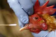  وضعیت پاک استان تهران از نظر بیماری آنفلوآنزای فوق‌حاد پرندگان تایید شد