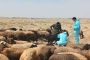 واکسیناسیون بیش از ۲۴۸ هزار رأس دام در شهرستان پیشوا از ابتدای سال ۱۴۰۵