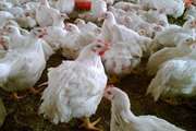 هشدار سازمان دامپزشکی به مرغداران: لزوم پرهیز دارویی و غذایی مرغ‌های زنده اعزامی به کشتارگاه
