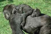 شامپانزه‌ها هم تا آخر عمر از یتیم‌ بودن رنج می‌کشند!