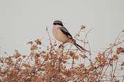 ثبت زیرگونه جدید پرنده «سنگ‌چشم خاکستری عربی» در خراسان رضوی