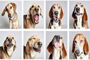 سگ‌ها برای برقراری ارتباط از حالات چهره‌شان استفاده می‌کنند