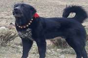 سگ نژاد «قهدریجانی» ثبت بین‌المللی شد