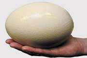 تخم شترمرغ برای درمان کم‌خونی و فقر آهن مفید است