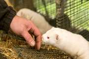 شناسایی ویروس کرونا در یک مرکز پرورش راسو در لیتوانی/ راسو تنها حیوانی است که ابتلایش به کرونا ثابت شده است‏ و می‌تواند انسان را آلوده کند