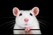 ابداع روش یک‌مرحله‌ای برای تولید موش‌های مورد ‌نیاز در تحقیقات واکسن