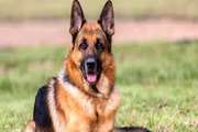  سگی که در ۱۰ ثانیه کرونا را شناسایی می‌کند/ استفاده از سگ‌های کرونایاب در فرودگاه هلسینکی در فنلاد