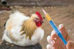 واکسیناسیون رایگان بیش از 20000 قطعه طیور بومی بر علیه بیماری نیوکاسل 