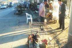 عامل عرضه غیرمجاز مرغهای زنده تخمگذار پایان دوره در شهرستان ری بر اساس شکایت اداره دامپزشکی شهرستان به شش ماه حبس تعزیری محکوم شد