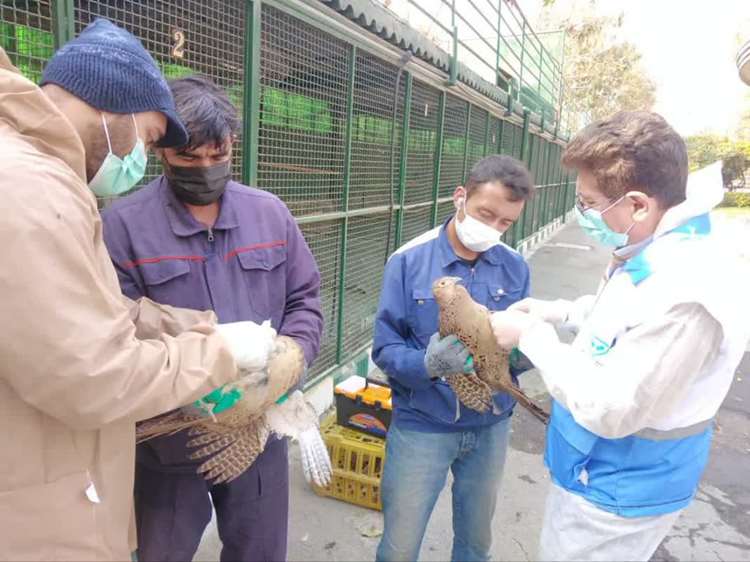 واکسیناسیون آنفلوآنزای فوق حاد پرندگان در دو مرکز نگهداری پرندگان در شهر تهران