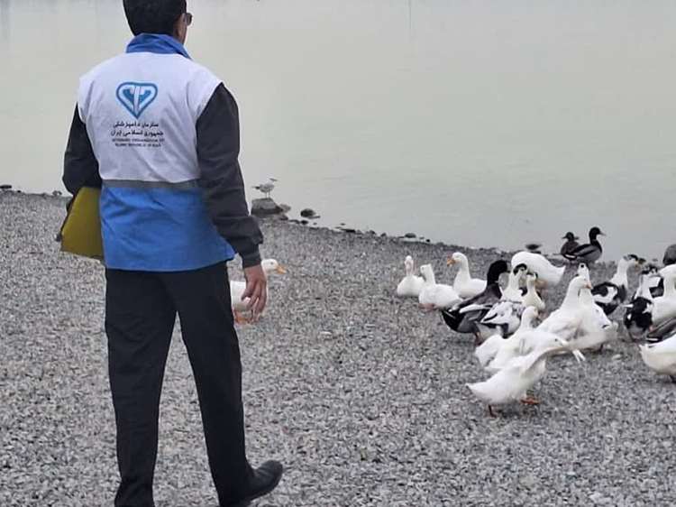        وضعیت سلامت زیستگاههای پرندگان آزاد پرواز و مهاجر در شهر تهران مورد ارزیابی قرار گرفت