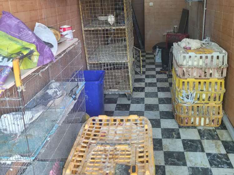 اجرای گشت مشترک بهداشتی و برخورد با فروشندگان غیرمجاز طیور در شهر تهران