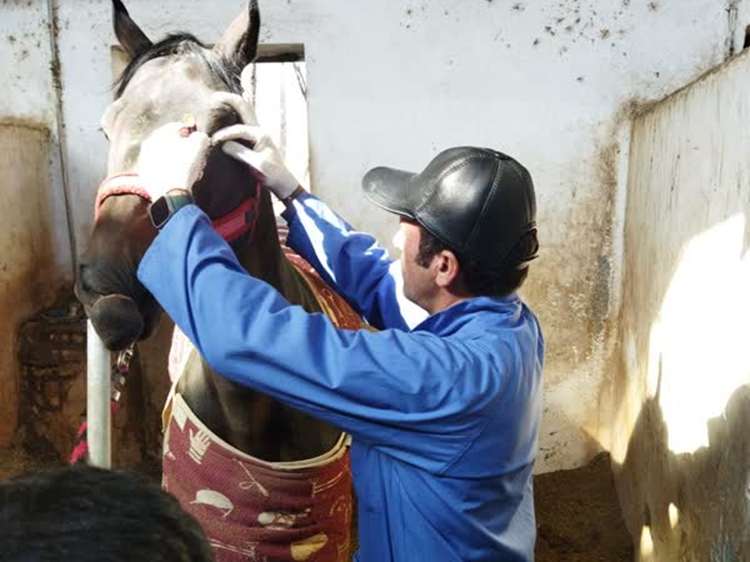 پایش بیماری مشمشه در باشگاه اسب سواری نیروی زمینی ارتش 