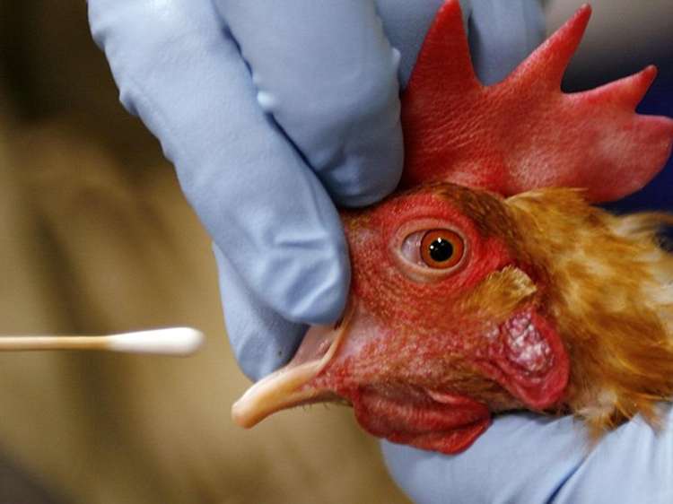  وضعیت پاک استان تهران از نظر بیماری آنفلوآنزای فوق‌حاد پرندگان تایید شد