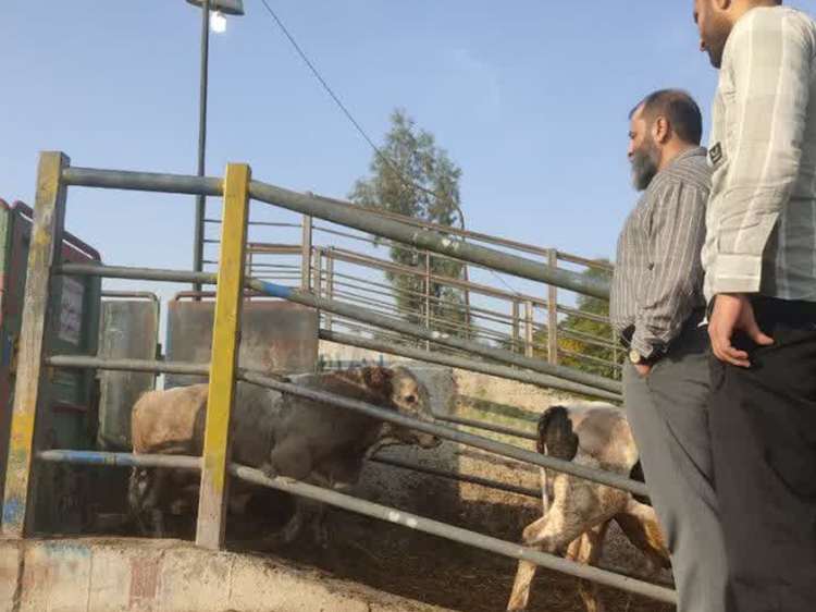 حمل دام زنده بدون اخذ گواهی بهداشتی قرنطینه دامپزشکی پیگرد قانونی دارد