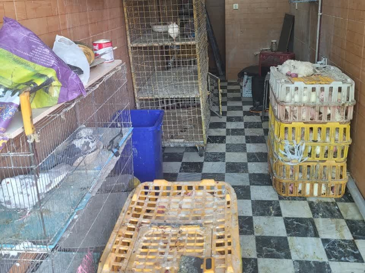 اجرای گشت مشترک بهداشتی و برخورد با فروشندگان غیرمجاز طیور در شهر تهران