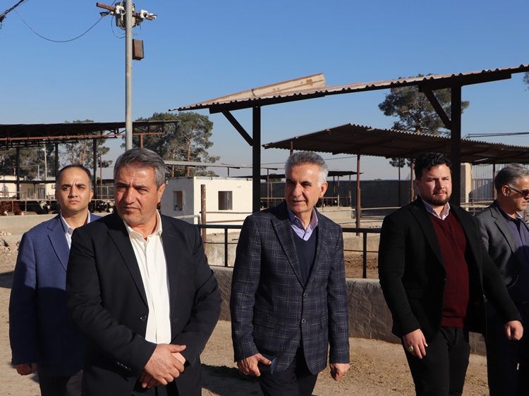 بازدید مشترک مدیرکل دامپزشکی استان تهران و فرماندار قرچک از یک دامداری پرواری گاو در این شهرستان