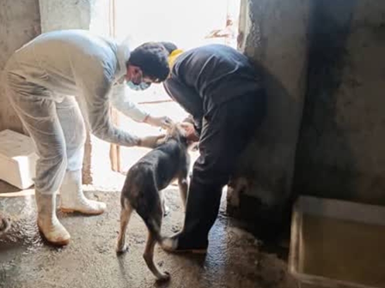 سگ‌های صاحبدار در شهرستان ملارد بصورت رایگان واکسینه شدند