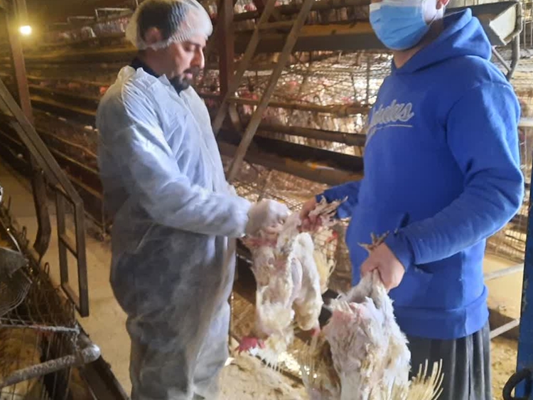 رصد و پایش مزارع مرغ مادر، تخمگذار و طیور روستای در شهرستان ملارد 